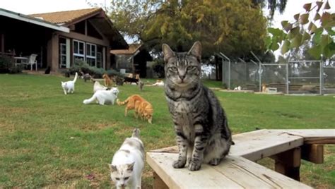 10 Amazing Cat Rescue Groups To Donate To Before The End .